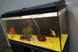 Accounting Ara Hr Management Srl