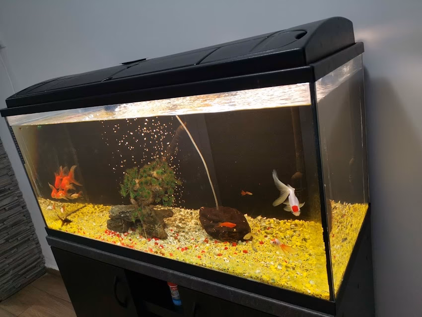 Accounting Ara Hr Management Srl