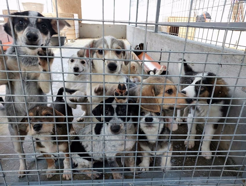 Adăpostul de Câini Smeura