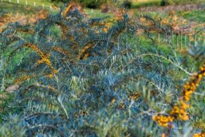 Agricola Rosiile Srl