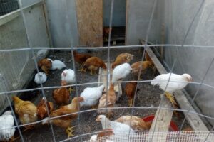 Agroland Piatra Neamt