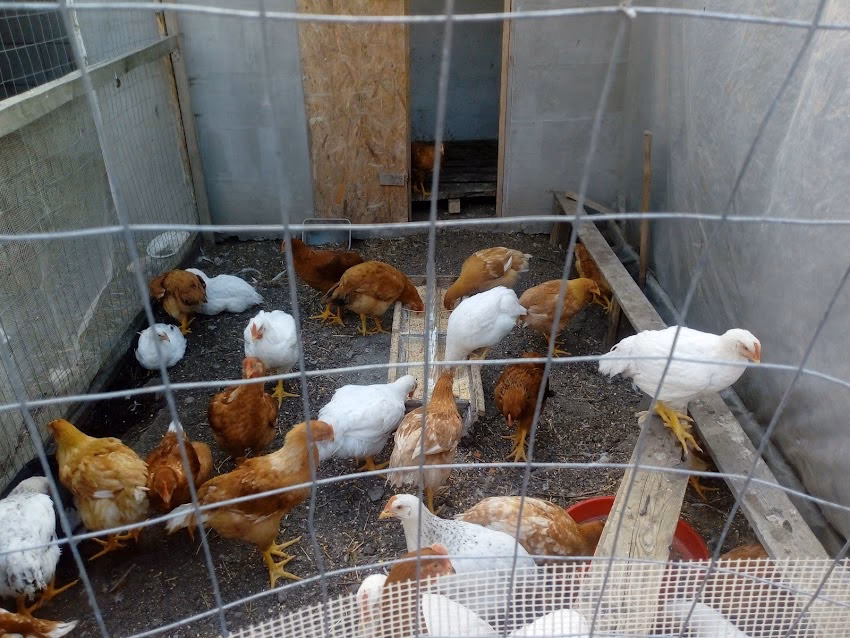 Agroland Piatra Neamt