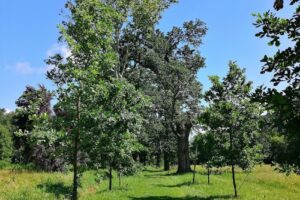 Aleea Stejarilor Batrani