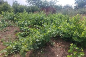 Arthur Tehnomarket Srl