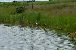 Balta Greaca Cercani