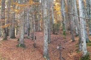 Balta Moara Vlasiei 1