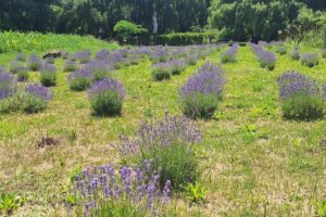 Bicicleta cu lavanda