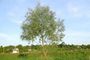 Biserica Creștină după Evanghelie Scânteia