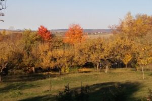 Biserica Ortodoxă Râbâia