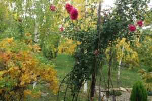 Biserica Ortodoxă Râbâia