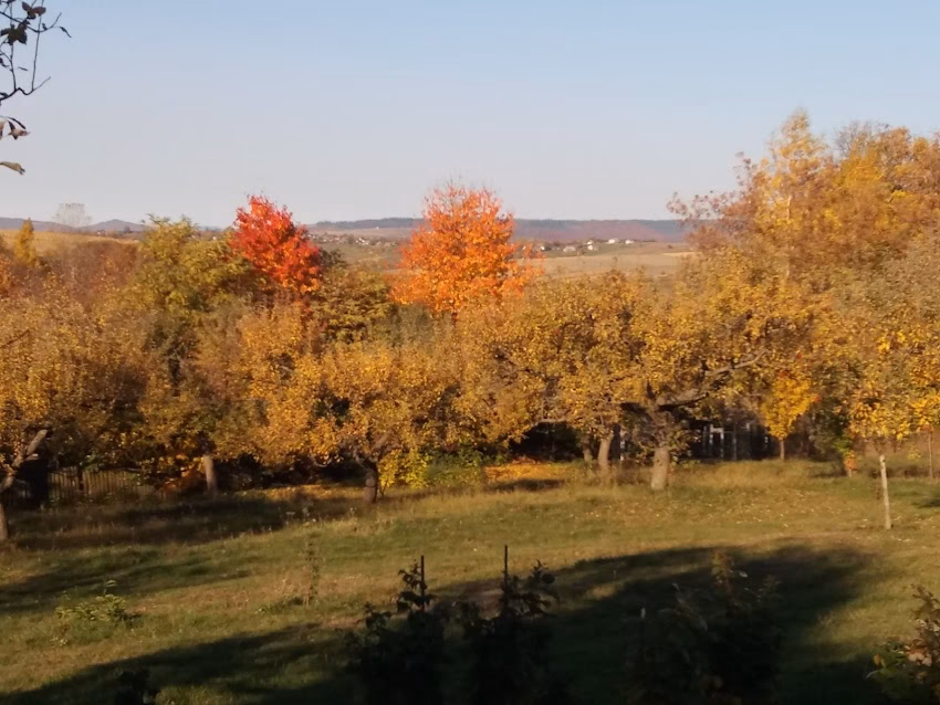 Biserica Ortodoxă Râbâia