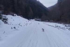 Biserica Ucraineana 3 Luhei