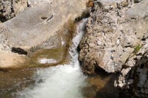 Boga Gyöngye Perla Boghii