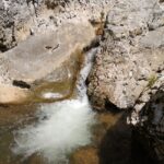 Boga Gyöngye Perla Boghii