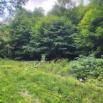 Borcut Poiana Botizii