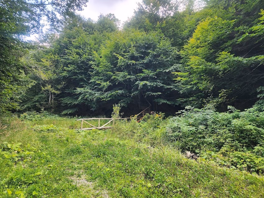 Borcut Poiana Botizii