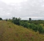 Budila