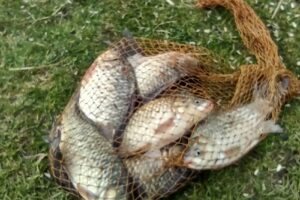 Candeasca Lakes Bazinul 0