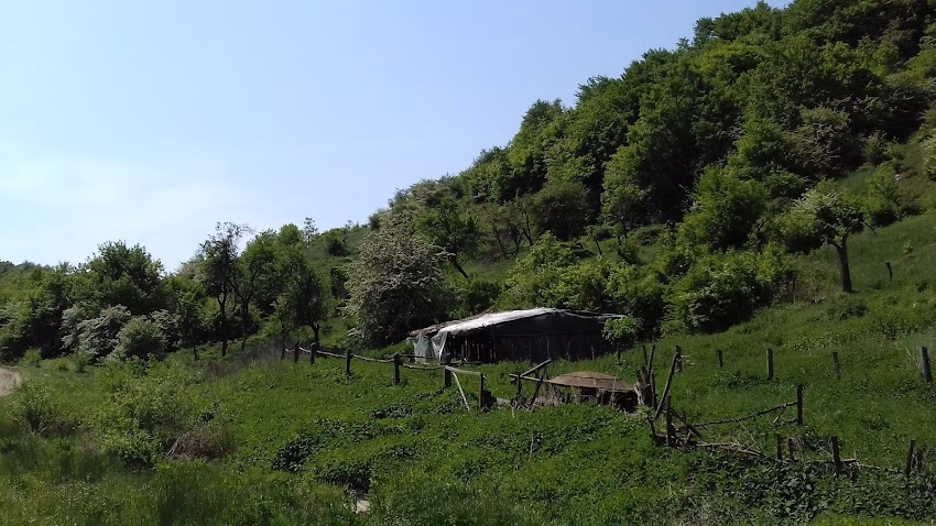 Căprioara