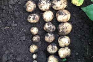 Cartoful de Cernat Cooperativa Agricola