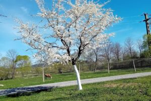 Casa Iager Vama Buzaului