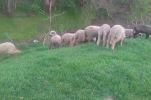 Casa Memorială Panait Cerna