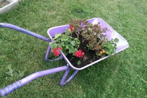 Casa Noastră Vama Veche camere de inchiriat