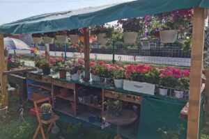 Casa Plantelor by Arinut Green