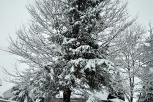 Casa Popescu Arieseni