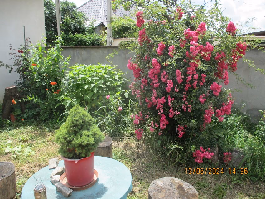 Casa Viorica Nu Este O Afacere este pt orientare