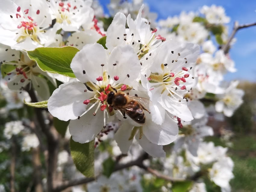 Casuta de Apiterapie