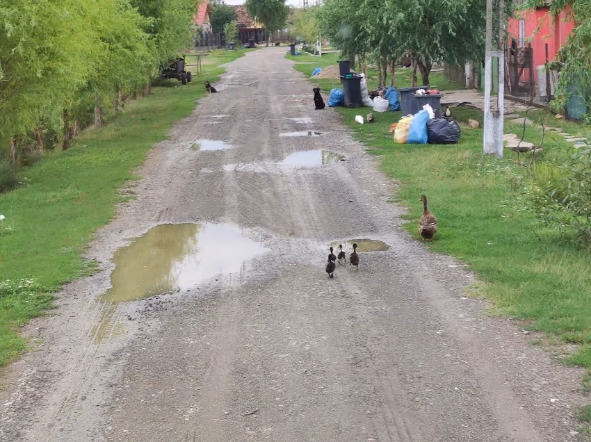 Căuaş