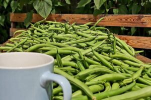 Ceapă punct gastro micro ferma