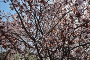 Central Business Park