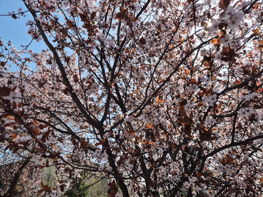 Central Business Park