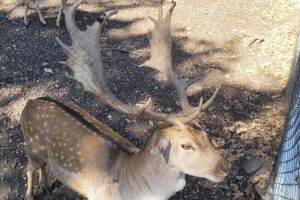 Centrul de Vizitare al Parcului Natural Vânători Neamț