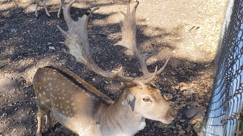 Centrul de Vizitare al Parcului Natural Vânători Neamț