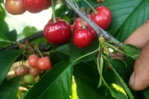 Cireșe de Studina