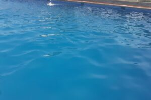 Complex Agrement Bellavi