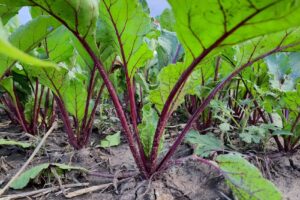 Complex Unirea Legume 5g Srl