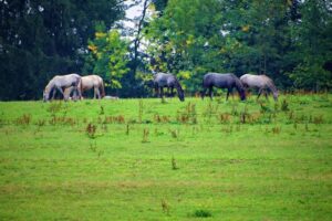 Complexul Turistic Fântânița Crăiesei