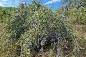 Comuna Ariceștii Zeletin