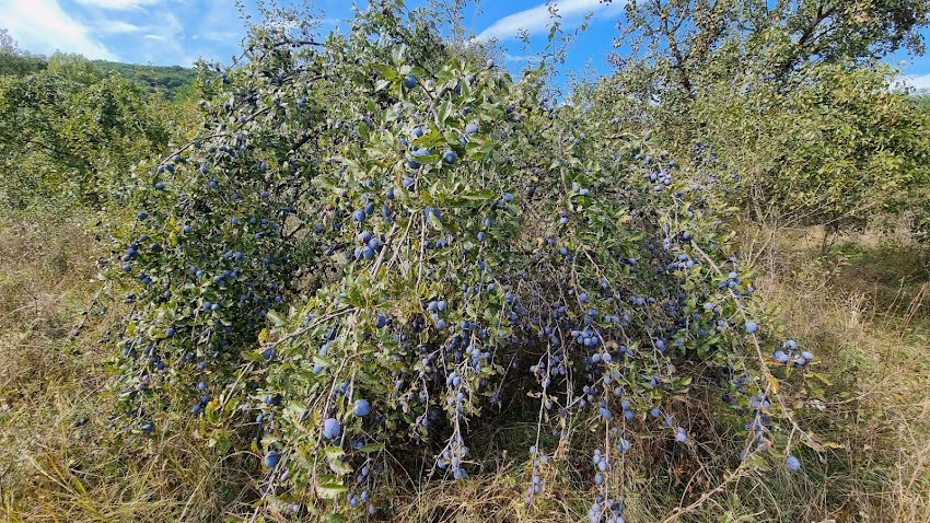 Comuna Ariceștii Zeletin