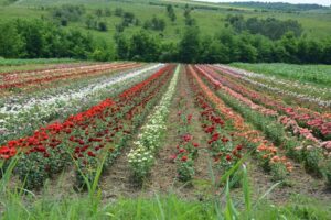 Comuna Lopadea Nouă