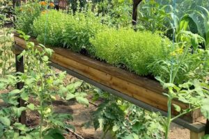 Comuna Valea Argovei Călăraşi