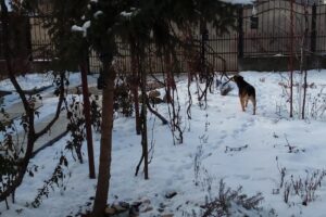 Consiliul Local Ulmi