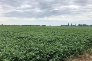 Coop Trade Lunguletu