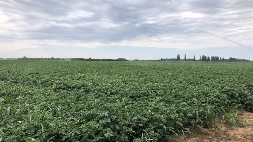 Coop Trade Lunguletu