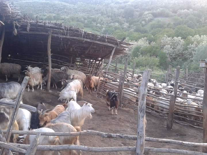 Corodești