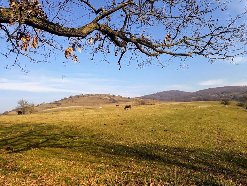 Crăciunel
